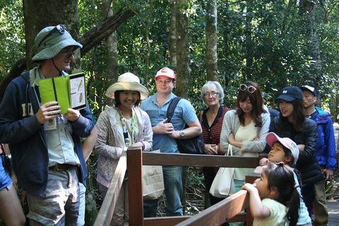 Natural Bridge Glow Worm Night Tour From Gold Coast - Tourism Canberra 4