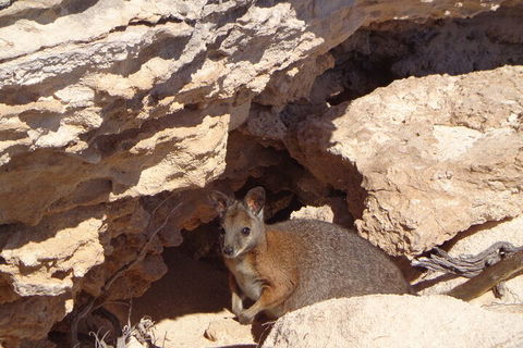 Shipwreck Special Full Day Tour Of The Abrolhos Islands - Tourism Canberra 4