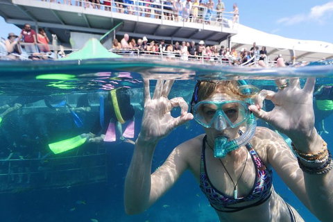 Great Barrier Reef Day Cruise From Cairns Including Snorkeling And Marine Biologist Presentation - Tourism Canberra 0