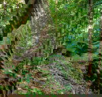 Private Daintree Mossman Gorge Exclusive Nature and Wildlife Focus - Tourism Canberra