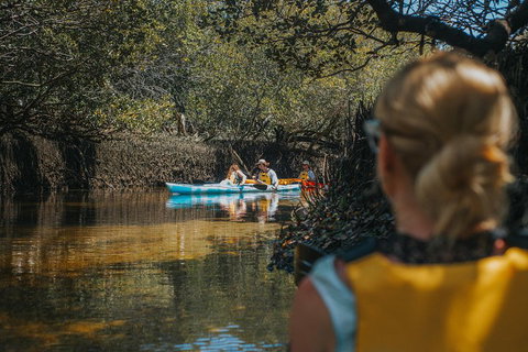 Kayak Tour In Adelaide Dolphin Sanctuary - Tourism Canberra 0