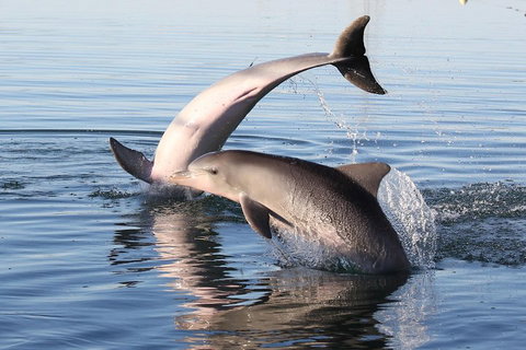 Kayak Tour In Adelaide Dolphin Sanctuary - Tourism Canberra 5