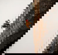 100 Metre Abseil Mount Wellington Hobart - Tourism Canberra