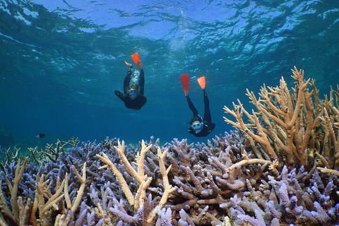 Silversonic Outer Great Barrier Reef Dive And Snorkel Cruise From Port Douglas - Tourism Canberra 4