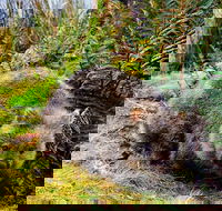 Cradle Mountain National Park Day Tour from Launceston - Tourism Canberra