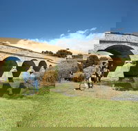 Bonorong Wildlife Park and Richmond Afternoon Tour from Hobart - Tourism Canberra