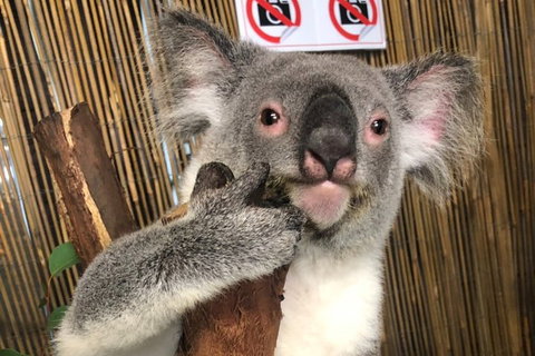 Kuranda Tour Deluxe Course With Kuranda 3 Zoos Or Free Course - Tourism Canberra 0