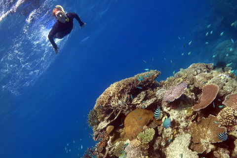 Silverswift Outer Great Barrier Reef Dive And Snorkel Cruise From Cairns - Tourism Canberra 3