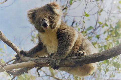 Kangaroo Island Scenic Trail Tour - Tourism Canberra 2