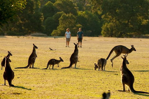 Grampians National Park Small-Group Eco Tour From Melbourne - Tourism Canberra 4