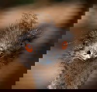 Currumbin Wildlife Sanctuary General Entry Ticket - Tourism Canberra