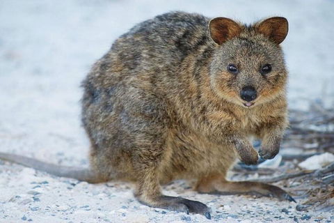 Rottnest Island Bayseeker Day Trip From Perth - Tourism Canberra 2