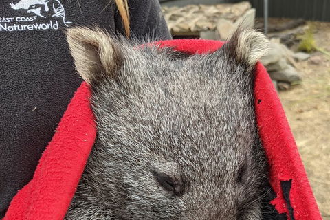 2-Day Tas East Coast Escape Tour Including Bay Of Fires, Wineglass Bay & Devils - Tourism Canberra 3