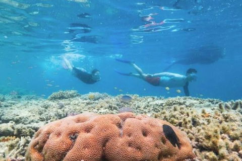Great Barrier Reef Day Cruise To Reefworld - Tourism Canberra 1