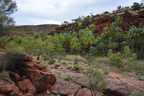 Palm Valley And Hermannsburg 1 Day 4WD Tour - Tourism Canberra 4