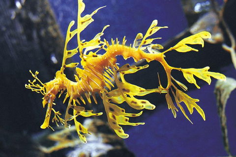 SEA LIFE Melbourne Aquarium Admission Ticket - Tourism Canberra 0