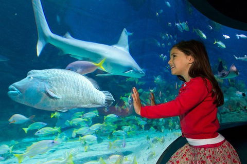 SEA LIFE Melbourne Aquarium Admission Ticket - Tourism Canberra 1