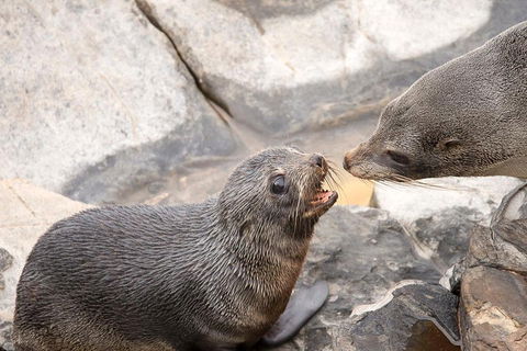 Kangaroo Island Luxury Small Group 'Flinders Chase Focus' Full Day Tour - Tourism Canberra 2