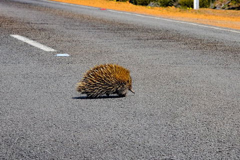 Kangaroo Island Luxury Small Group 'Flinders Chase Focus' Full Day Tour - Tourism Canberra 3