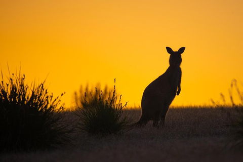 Kangaroo Island Luxury Small Group 'Flinders Chase Focus' Full Day Tour - Tourism Canberra 5