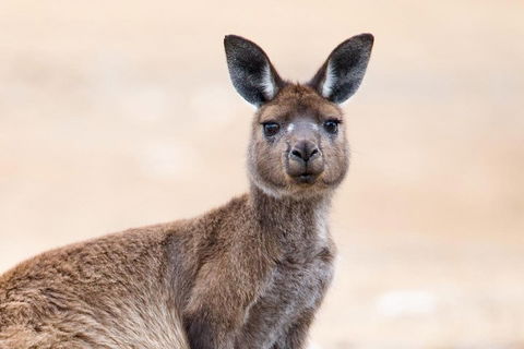 Kangaroo Island Luxury Small Group 'East End Explorer' Full Day Tour - Tourism Canberra 1