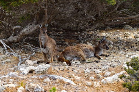 Kangaroo Island Luxury Small Group 'East End Explorer' Full Day Tour - Tourism Canberra 4