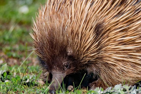 Kangaroo Island Luxury Small Group 'East End Explorer' Full Day Tour - Tourism Canberra 5