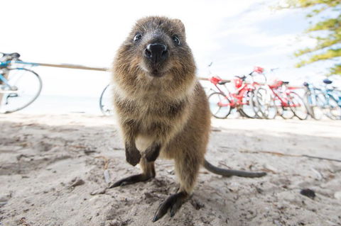 Rottnest Island Round-Trip Ferry From Perth Or Fremantle - Tourism Canberra 3
