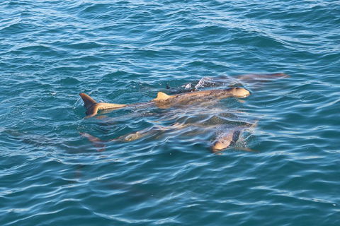 Roebuck Bay Snubfin Dolphin Cruise - Tourism Canberra 0