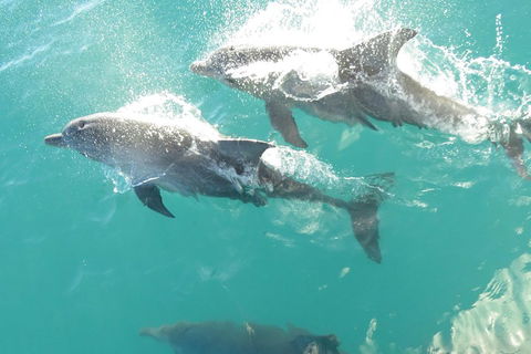 Roebuck Bay Snubfin Dolphin Cruise - Tourism Canberra 2