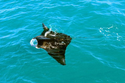 Roebuck Bay Snubfin Dolphin Cruise - Tourism Canberra 5