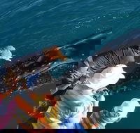 AOC Whale Watching from Broome - Tourism Canberra