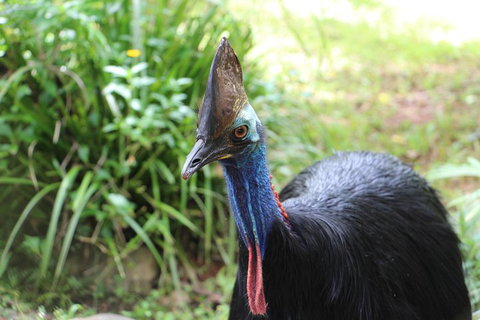 Kuranda Rainforestation Nature Park Ticket (BNP) - Tourism Canberra 3