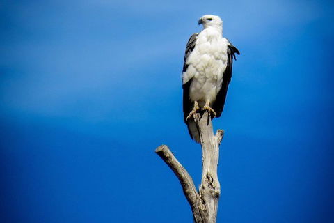 Kangaroo Island 75-Minute Ocean Safari - Tourism Canberra 0