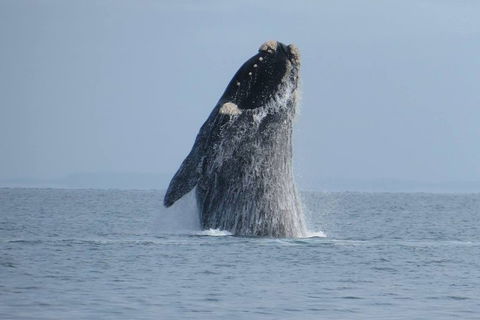 Kangaroo Island 75-Minute Ocean Safari - Tourism Canberra 2