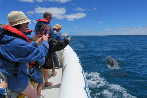 Kangaroo Island 75-Minute Ocean Safari - Tourism Canberra 3
