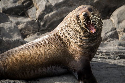 Kangaroo Island 75-Minute Ocean Safari - Tourism Canberra 5