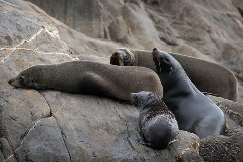 Kangaroo Island Ocean Safari - Snorkeling Safari - Tourism Canberra 0