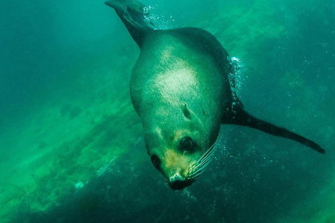 Kangaroo Island Ocean Safari - Snorkeling Safari - Tourism Canberra 1