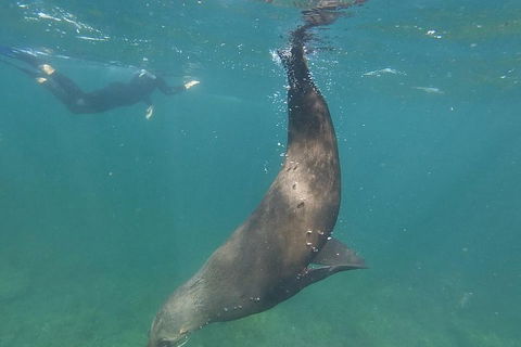 Kangaroo Island Ocean Safari - Snorkeling Safari - Tourism Canberra 3