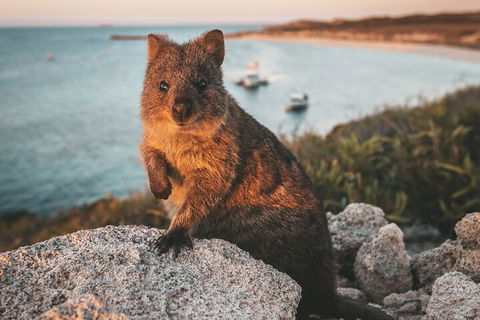 Rottnest Island Roundtrip Fast Ferry From Hillarys Boat Harbour - Tourism Canberra 5