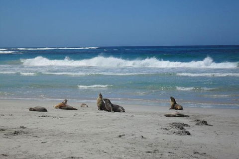 Kangaroo Island In A Day Tour From Adelaide - Tourism Canberra 1