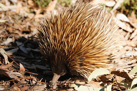 Kangaroo Island In A Day Tour From Adelaide - Tourism Canberra 2