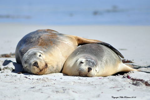 NEW TOUR - Kangaroo Island Road To Recovery Tour (1 Day/1 Night) - Tourism Canberra 1