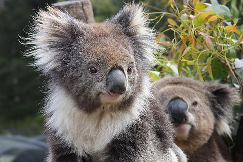 Kuranda Koala Gardens And Birdworld Admission Tickets - Tourism Canberra 0