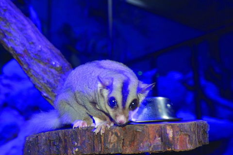 Kuranda Koala Gardens And Birdworld Admission Tickets - Tourism Canberra 1