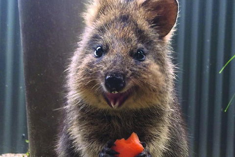 Kuranda Koala Gardens And Birdworld Admission Tickets - Tourism Canberra 2
