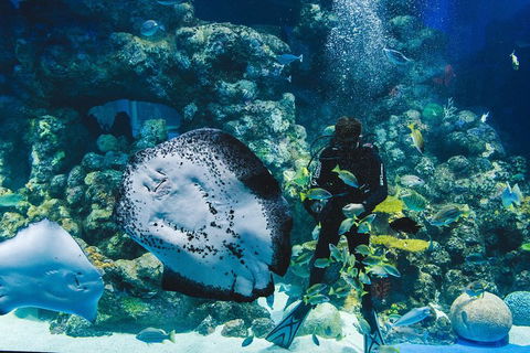 Cairns Aquarium Dive With The Sharks - Tourism Canberra 2