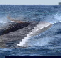 Whale Watching by Sea World Cruises - Tourism Canberra