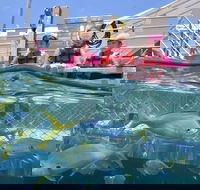 Outer Reef Pontoon Experience from Cairns - Tourism Canberra